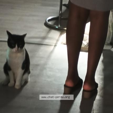 Foto 1/1 Stella Chat perdido en Limoges