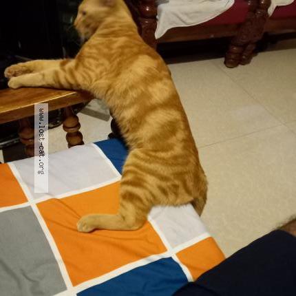 Foto 1/2 Simba Chat perdido en Mysuru