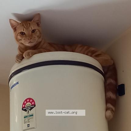 Foto 2/2 Simba Chat perdido en Mysuru