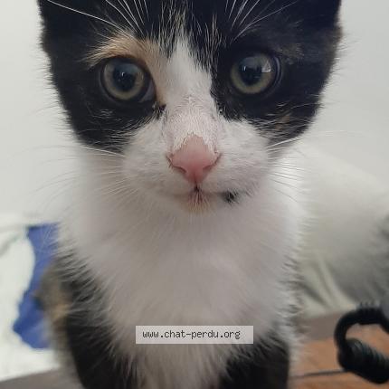 Foto 1/1 Gato encontrado Encontrado en Pineuilh