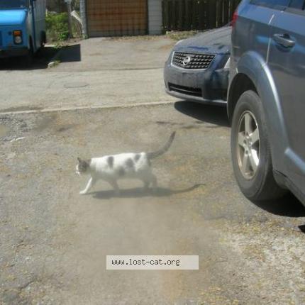 Foto 1/1 Possum Chat perdido en Toronto