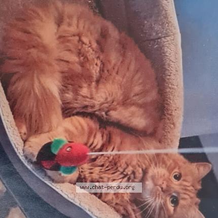 Foto 1/1 Alvin Chat perdido en Cuges les pins