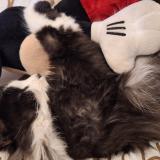 Foto del gato perdido en Fronton