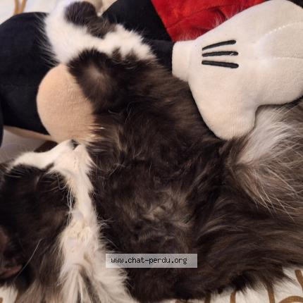 Foto 1/1 Oreo Chat perdido en Fronton