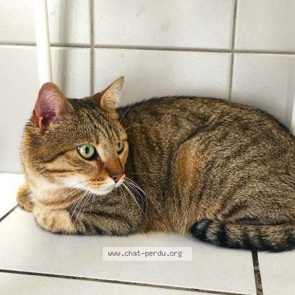 Foto 1/1 Aslan Chat perdido en Valence