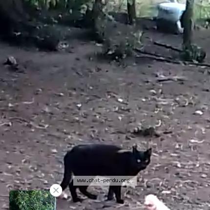 Foto 1/1 Gato encontrado Encontrado en Lombron