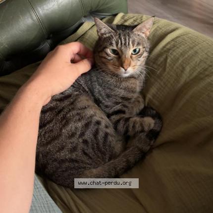 Foto 1/1 Colleen Chat perdido en Faverges