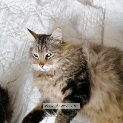 Foto 1/1 Milou Chat perdido en Le gua