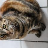 Foto del gato perdido en 44117 St Andre Des Eaux