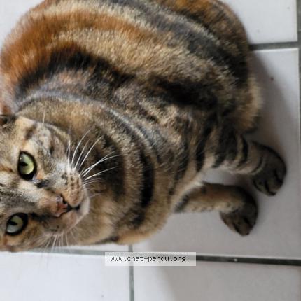 Foto 1/1 ROXY Chat perdido en 44117 st andre des eaux