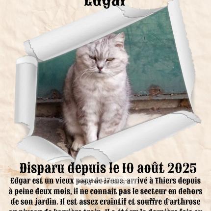 Foto 1/1 Edgar Chat perdido en Thiers