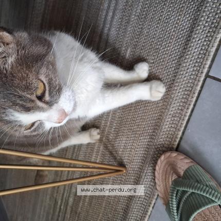 Foto 1/1 Gato encontrado Encontrado en Ambares et lagrave