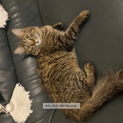 Foto 1/1 Titouan Chat perdido en Saint paul