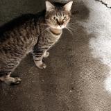 Foto de gato encontrado en Valenciennes