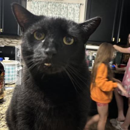 Foto 3/3 Zeus Chat perdido en Garland