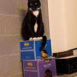 Foto del gato perdido en Biganos