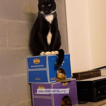 Foto 1/1 Ora Chat perdido en Biganos