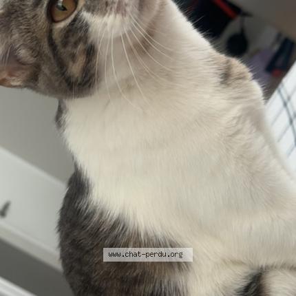 Foto 1/1 Hiba Chat perdido en Montreal