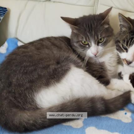 Foto 1/1 Misti Chat perdido en Yvrac