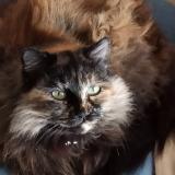 Foto del gato perdido en Millery