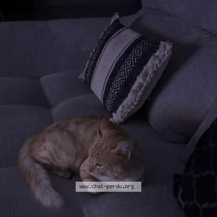 Foto 1/1 Tigrou Chat perdido en Livron sur drome