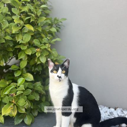 Foto 1/1 Sheldon Chat perdido en Valencin