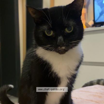 Foto 1/1 Papaye Chat perdido en Malonne