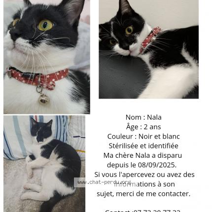 Foto 1/1 NALA Chat perdido en Bobigny