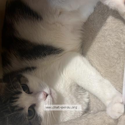 Foto 1/1 Zelia Chat perdido en Nantes