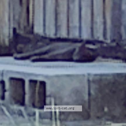 Foto 1/1 Gato encontrado Encontrado en Kempner