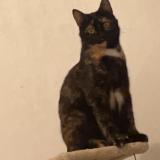 Foto del gato perdido en Toulouse