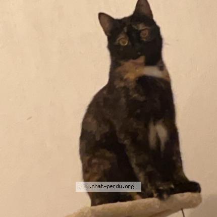 Foto 1/1 Isis Chat perdido en Toulouse