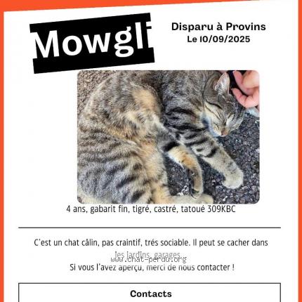 Foto 1/1 Mowgli Chat perdido en Provins