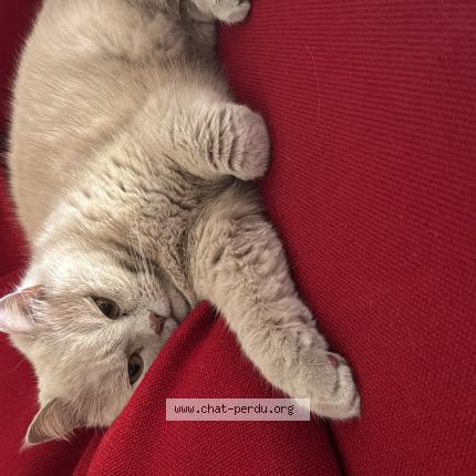 Foto 1/1 Oona Chat perdido en Saint mards en othe