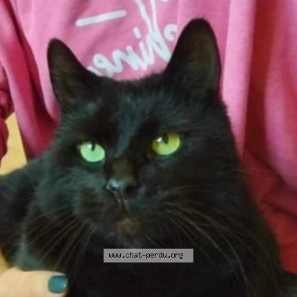 Foto 1/1 Loulou Chat perdido en Signy le petit