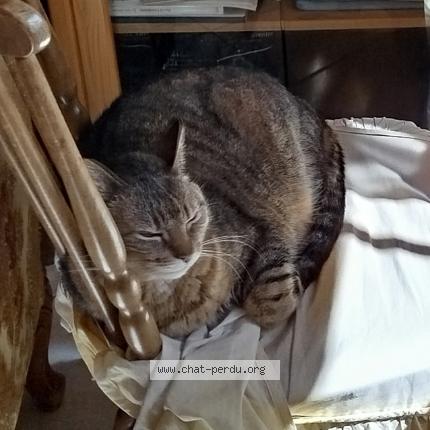 Foto 1/1 Calinette Chat perdido en Saint palais sur mer