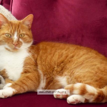 Foto 1/1 Neko Chat perdido en L huitre