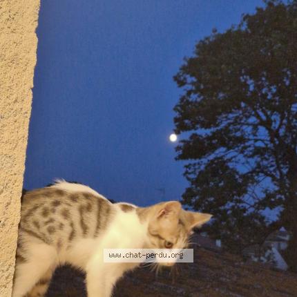 Foto 1/1 Paco Chat perdido en Tourbes