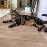 Foto del gato perdido en Montussan