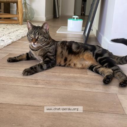 Foto 1/1 Vortex mais on l’appelle minette Chat perdido en Montussan