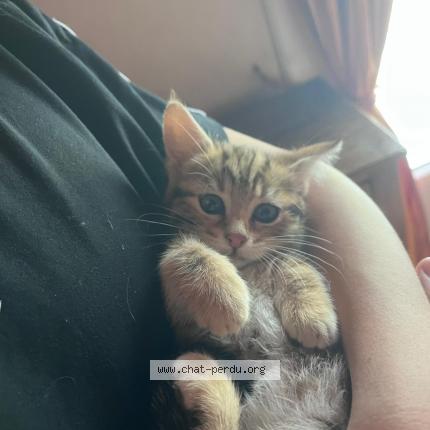 Foto 1/1 Gato encontrado Encontrado en Yzeure