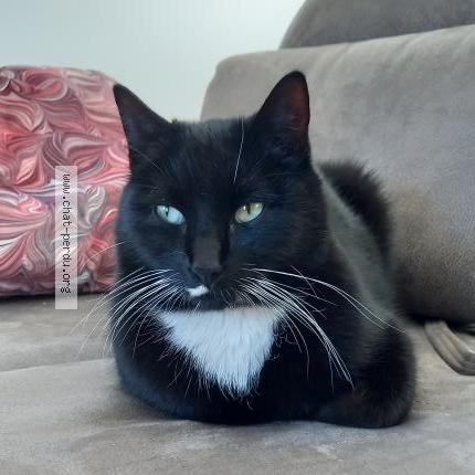 Foto 1/1 Wifi Chat perdido en Montegnee