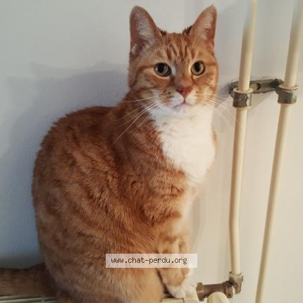 Foto 1/1 WAX Chat perdido en Bagneux