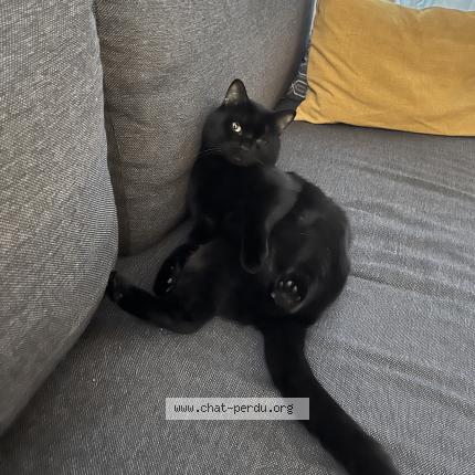 Foto 1/1 Bo&iuml; Chat perdido en Asnieres sur seine