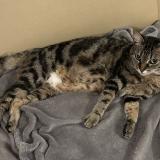 Foto del gato perdido en Bussy St Georges