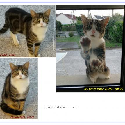 Foto 1/1 Gato encontrado Encontrado en Mayenne