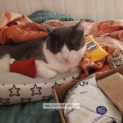 Foto 1/1 Olly Chat perdido en Vista