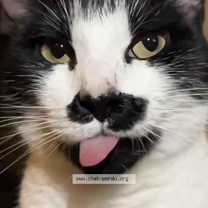 Foto 1/1 Kyomi Chat perdido en Issy les moulineaux