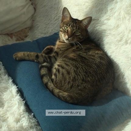 Foto 1/1 Gato encontrado Perdido en Charenton