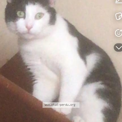 Foto 1/2 Spéculoos Chat perdido en Montbrison